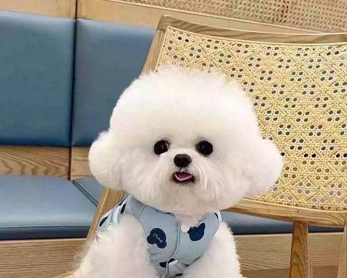 迷人的不老小狗——以什么长不大的狗好看？（揭秘几种长不大的狗，你一定会爱上它们！）