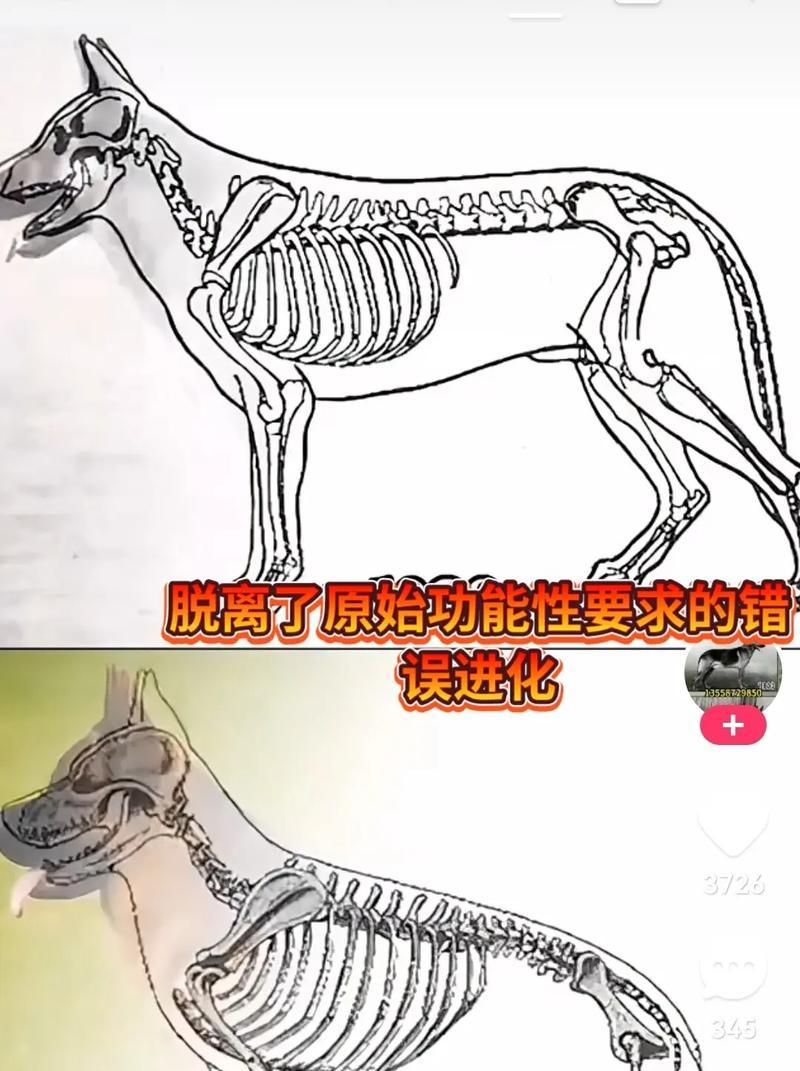成年德牧（探究德牧成年后凶性突出的原因与应对之策）